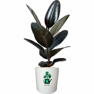 فیکوس بلک (Ficus elastica)