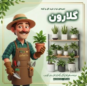 غرفه   گیاهان آپارتمانی آماده ارسال سریع در تهران - مدیریت مسعود عالیدائی در بازارچه ورامین